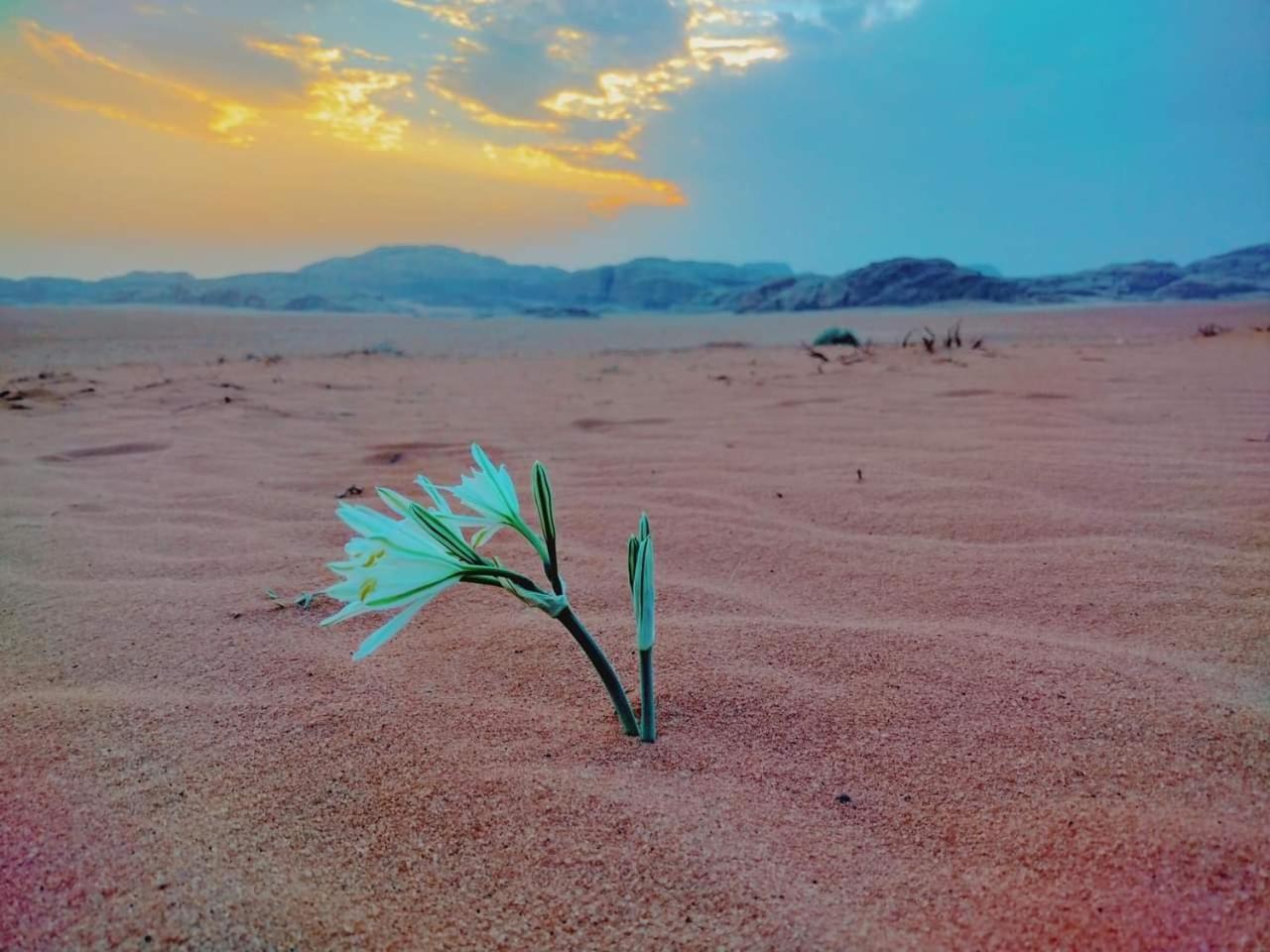 Wadi Rum Rozana Camp Exteriör bild