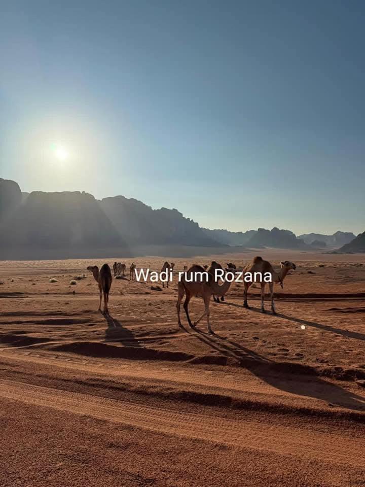 Wadi Rum Rozana Camp Exteriör bild
