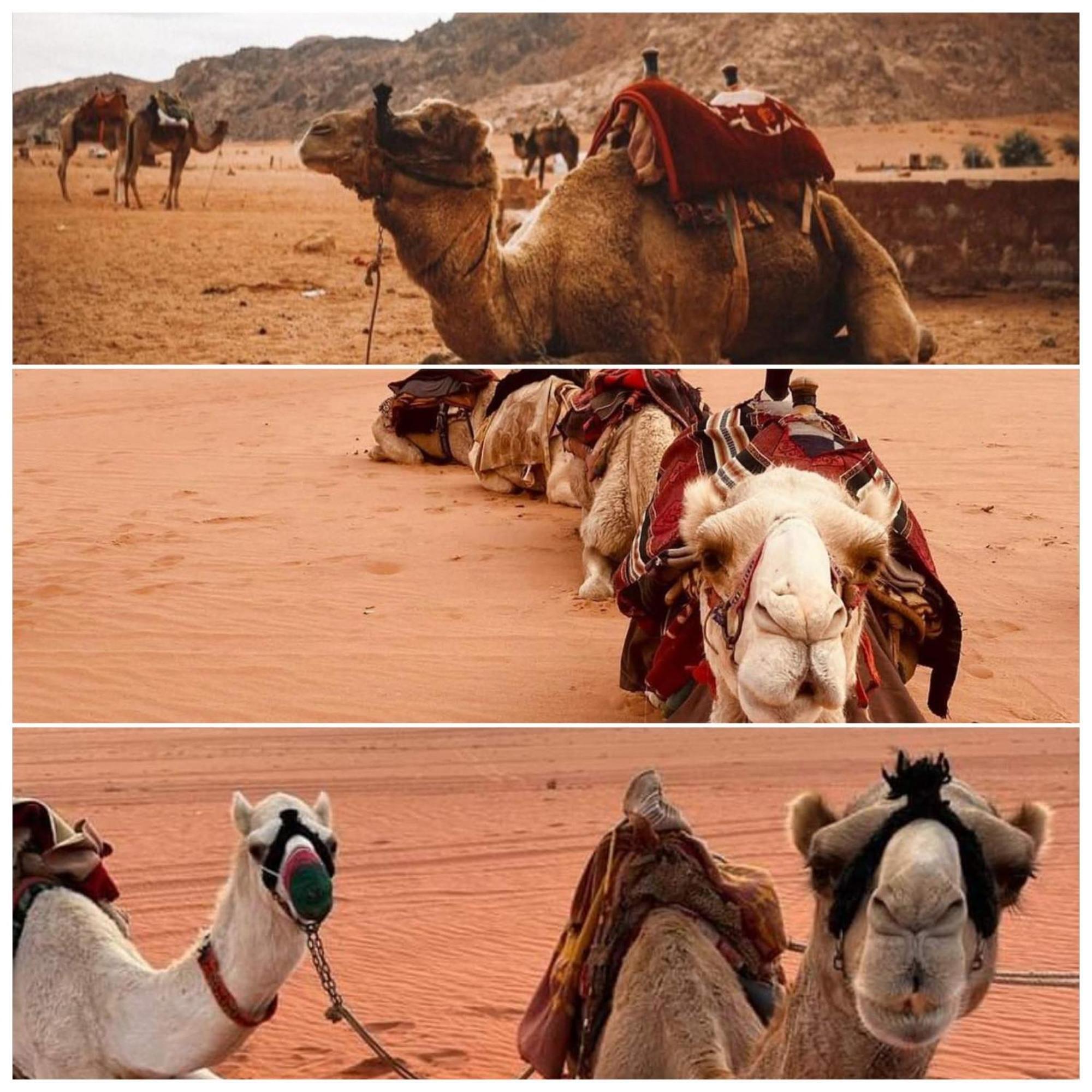 Wadi Rum Rozana Camp Exteriör bild